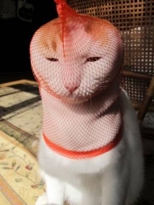 んがう