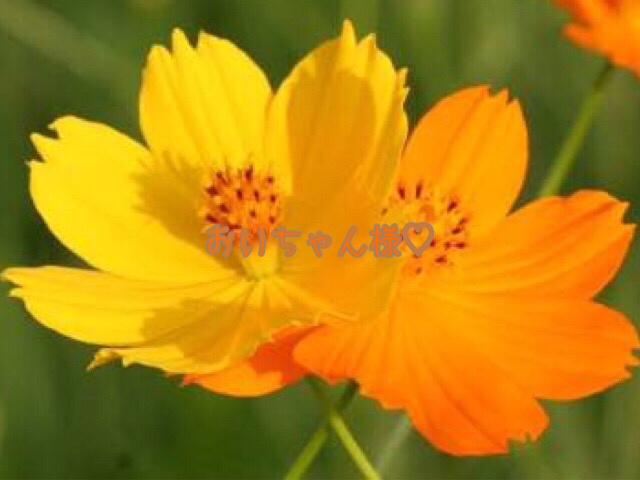 💛おいちゃん様専用出品です💛